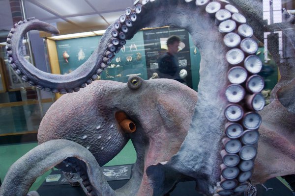 Сайт кракен kraken